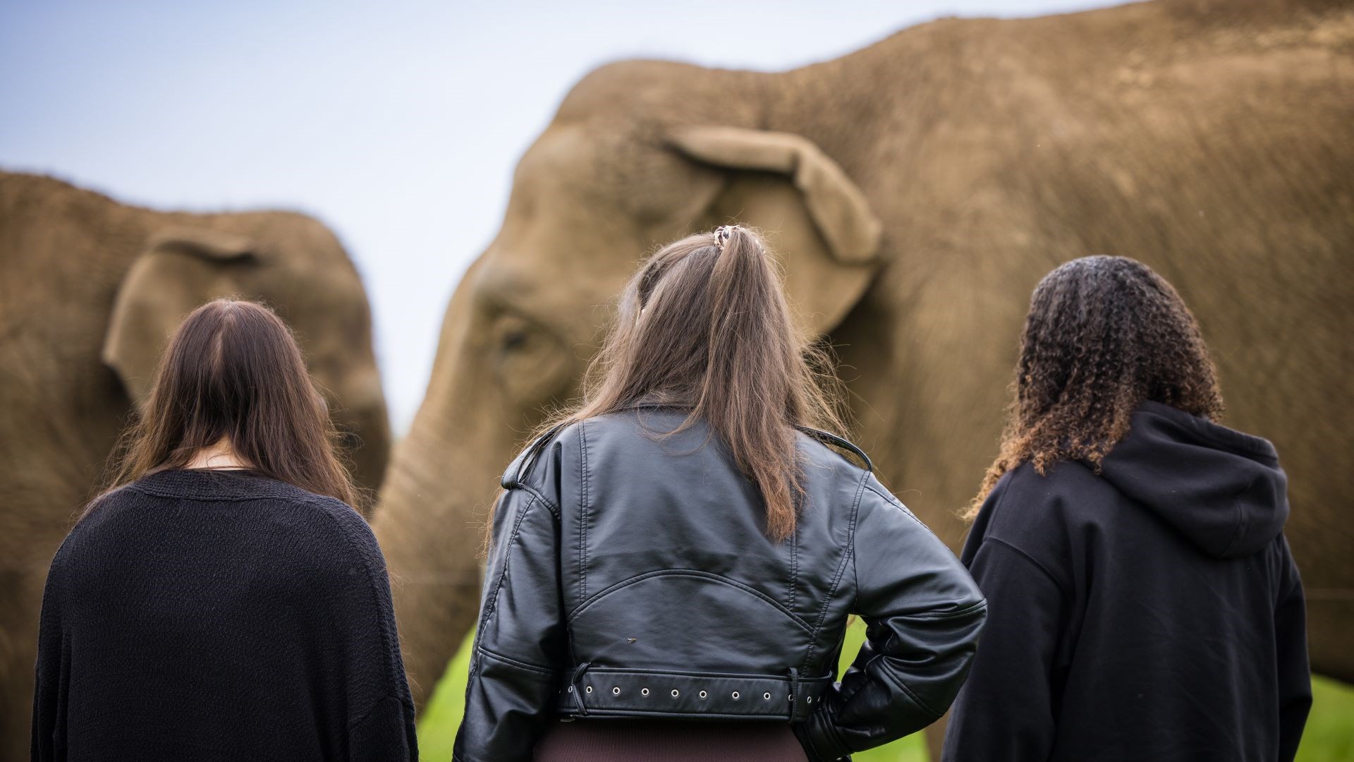 Three women stand and watch two asian elephants as they graze peacefully on some grass in the background