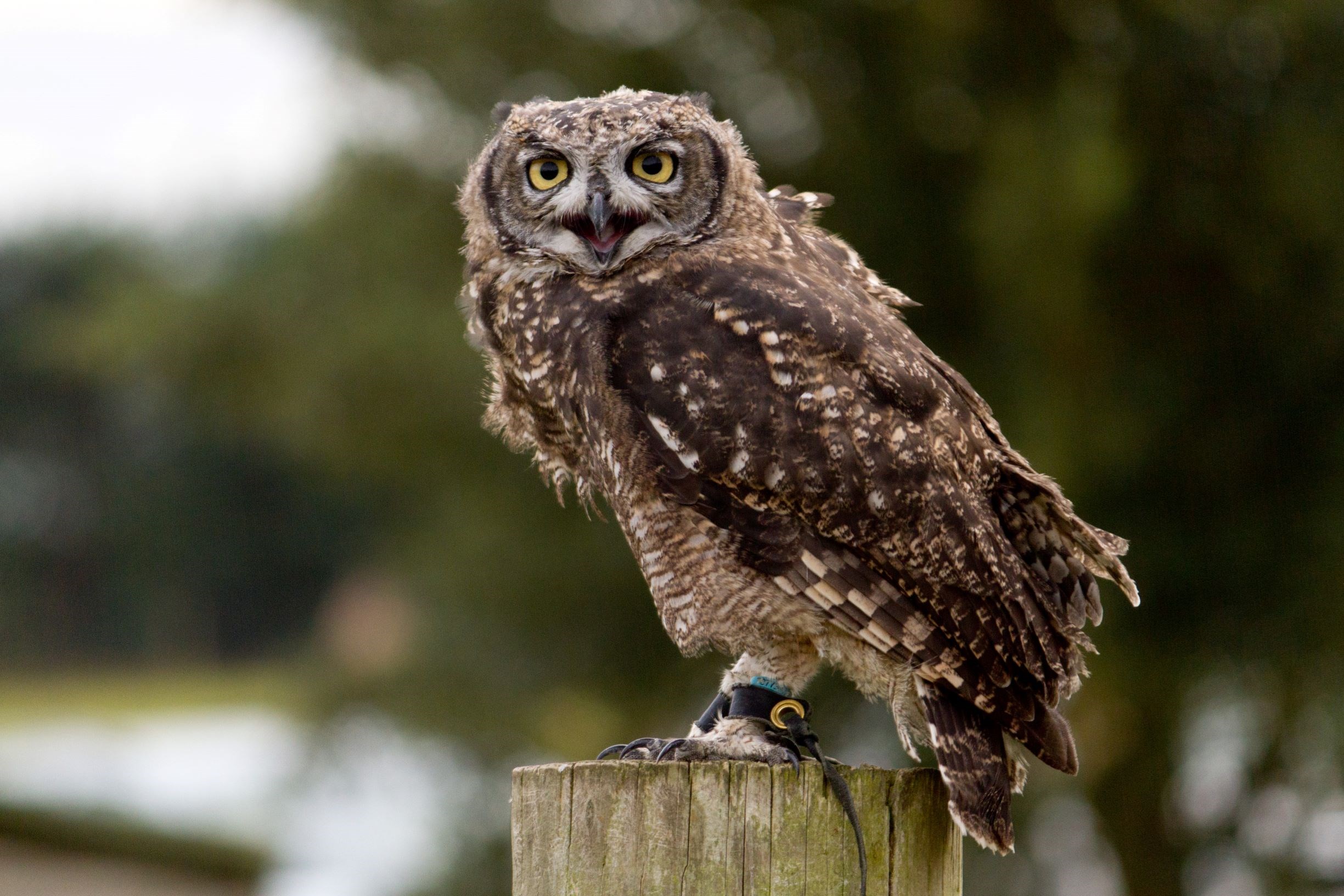 African Spotted Eagle Owl perches on wooden beam