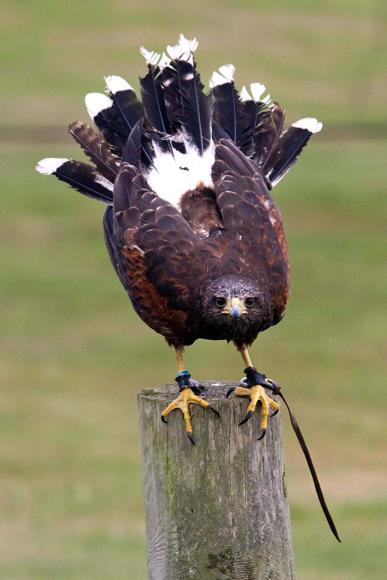 Image of harris hawk up close