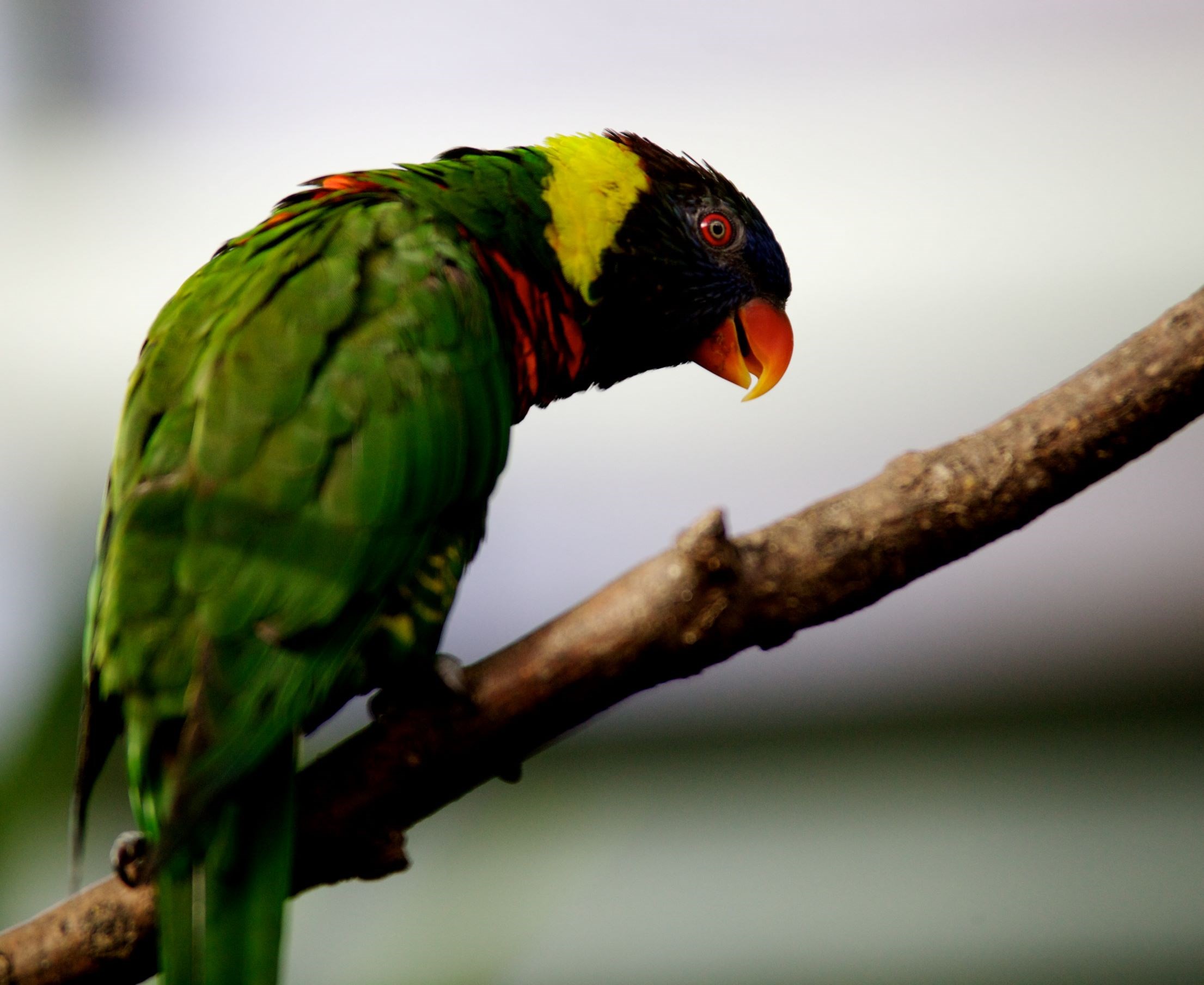Coconut Lorikeet perches on branch 