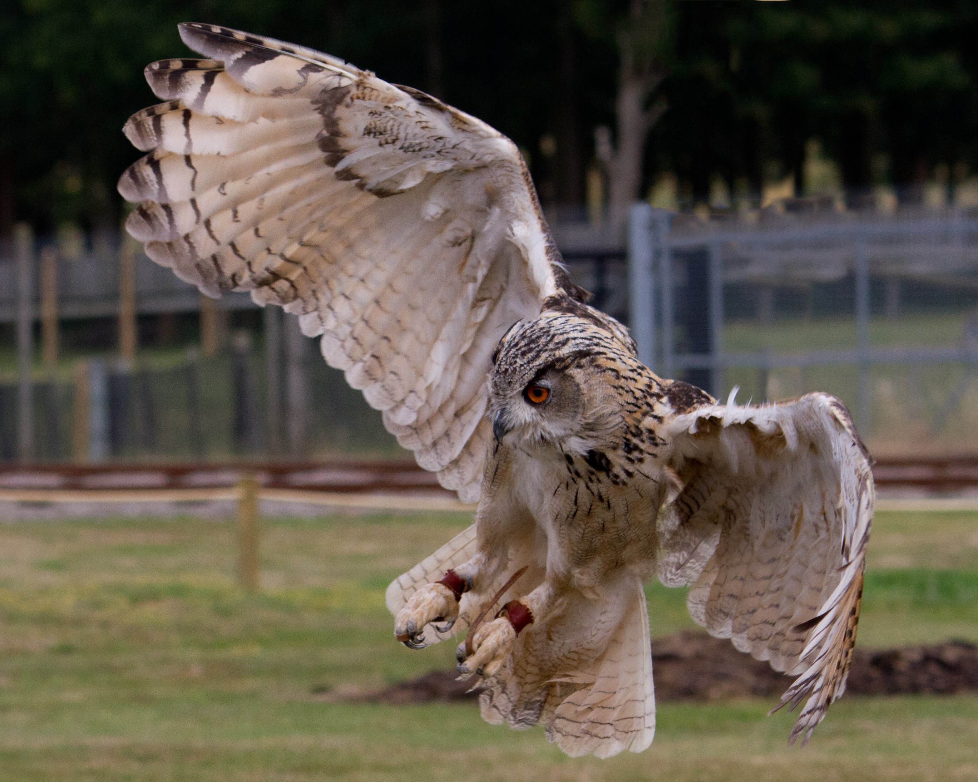 Turkmenian Eagle Owl flies through the air