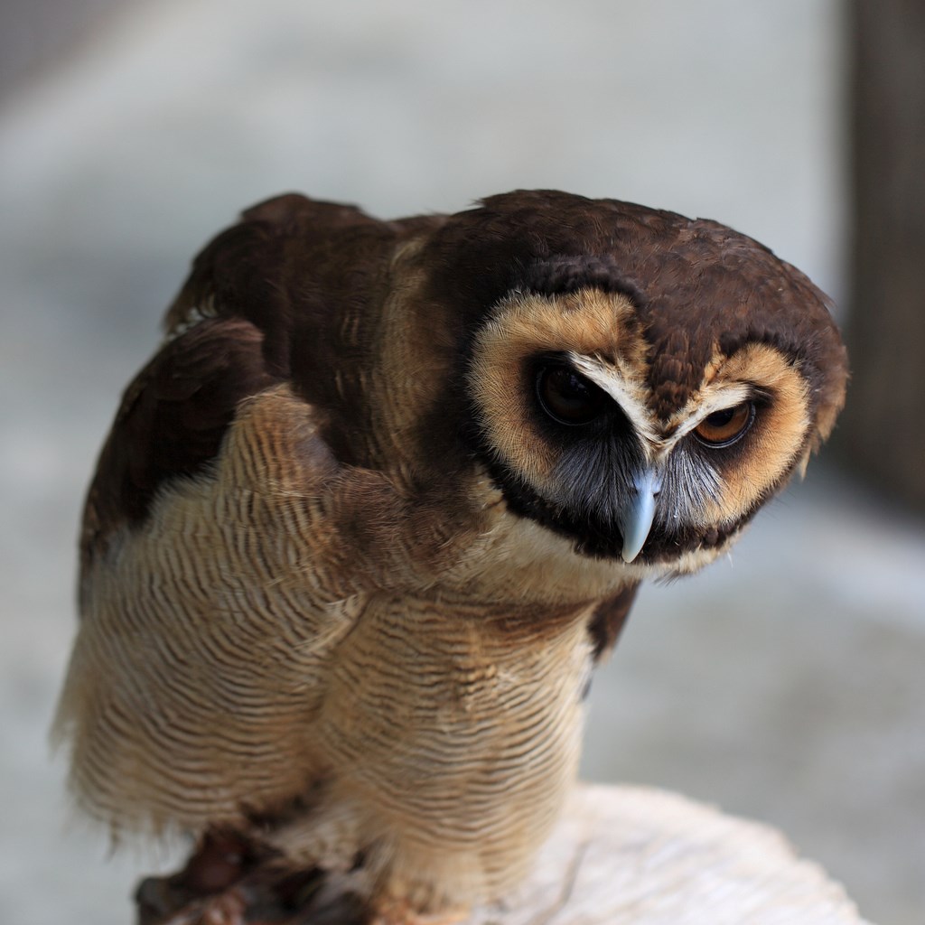 Asian Brown Owl close up 
