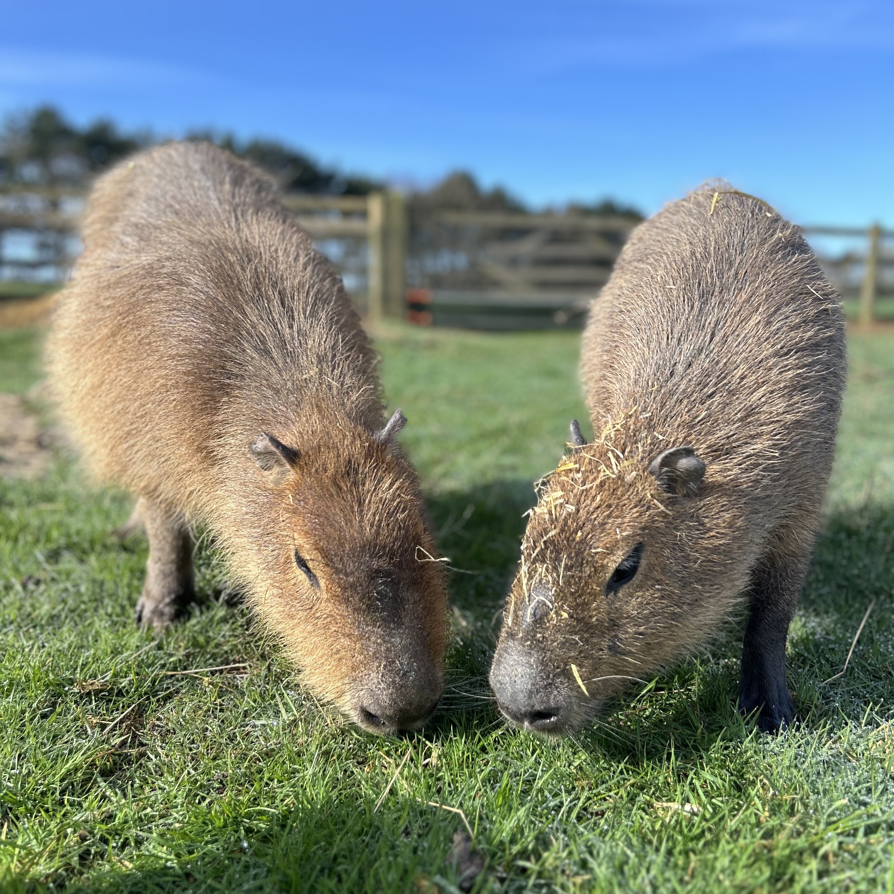 Capybaras Natalie and Graham graze in the grass of their enclosure 