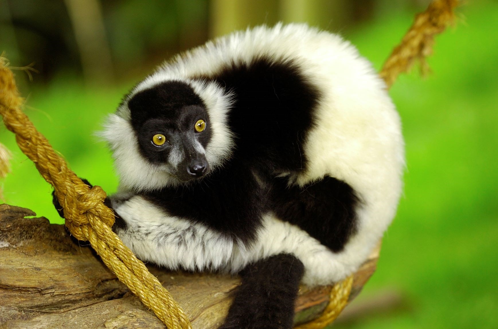 Black and White Ruffed Lemur perches on suspended wooden log 
