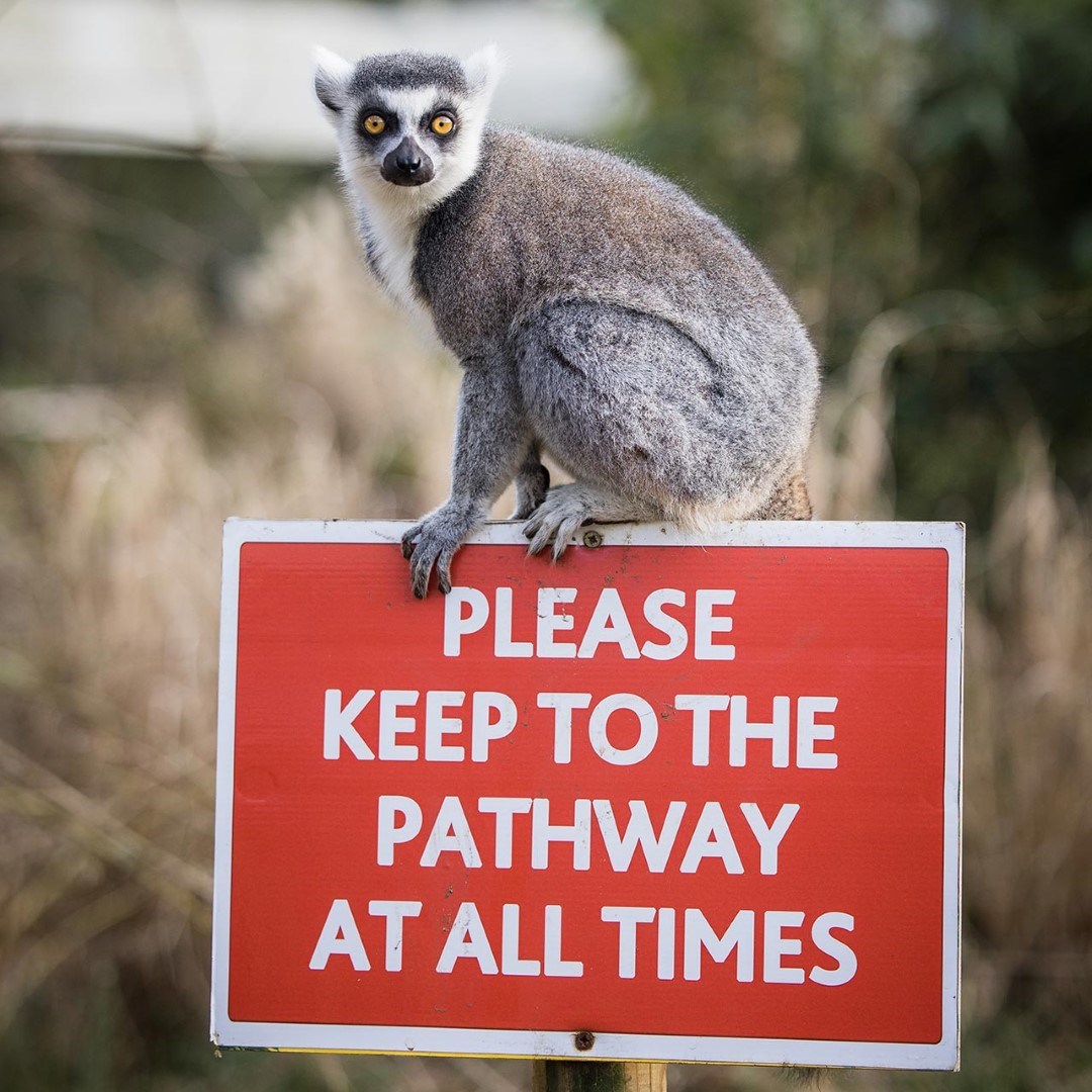 A ring tailed lemur sits on a safety sign