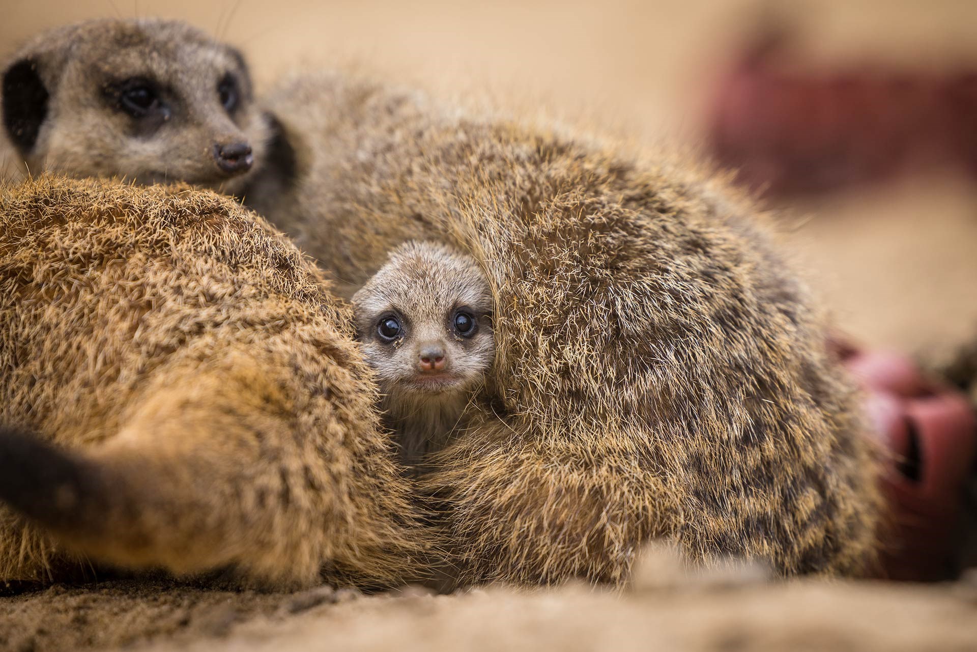 Meerkat pup snuggled with troop in Desert Springs
