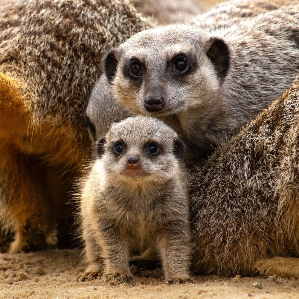 Meerkat pup stands below older meerkat on sandy ground 