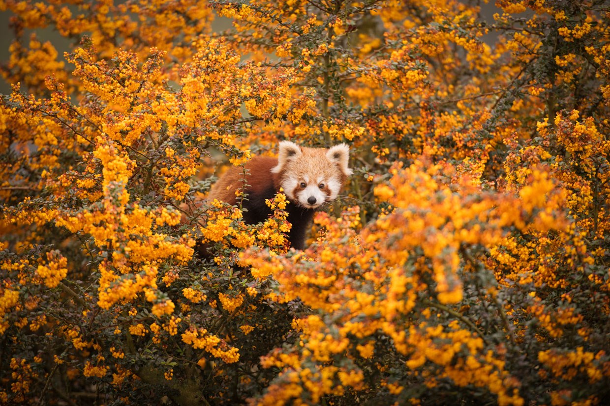 Red panda looks out at camera while hiding in a bush of orange flowers 