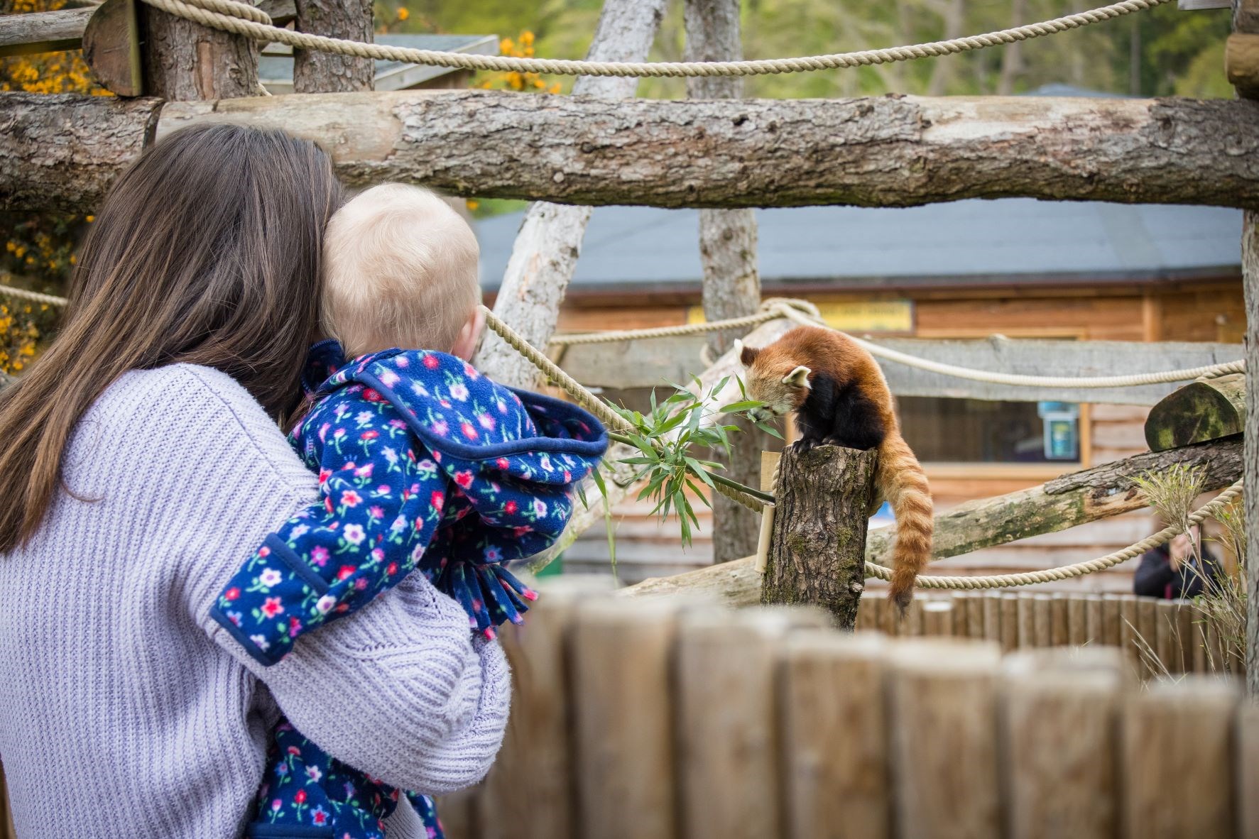 Woman holds young child and looks at red panda sitting on stump in enclosure