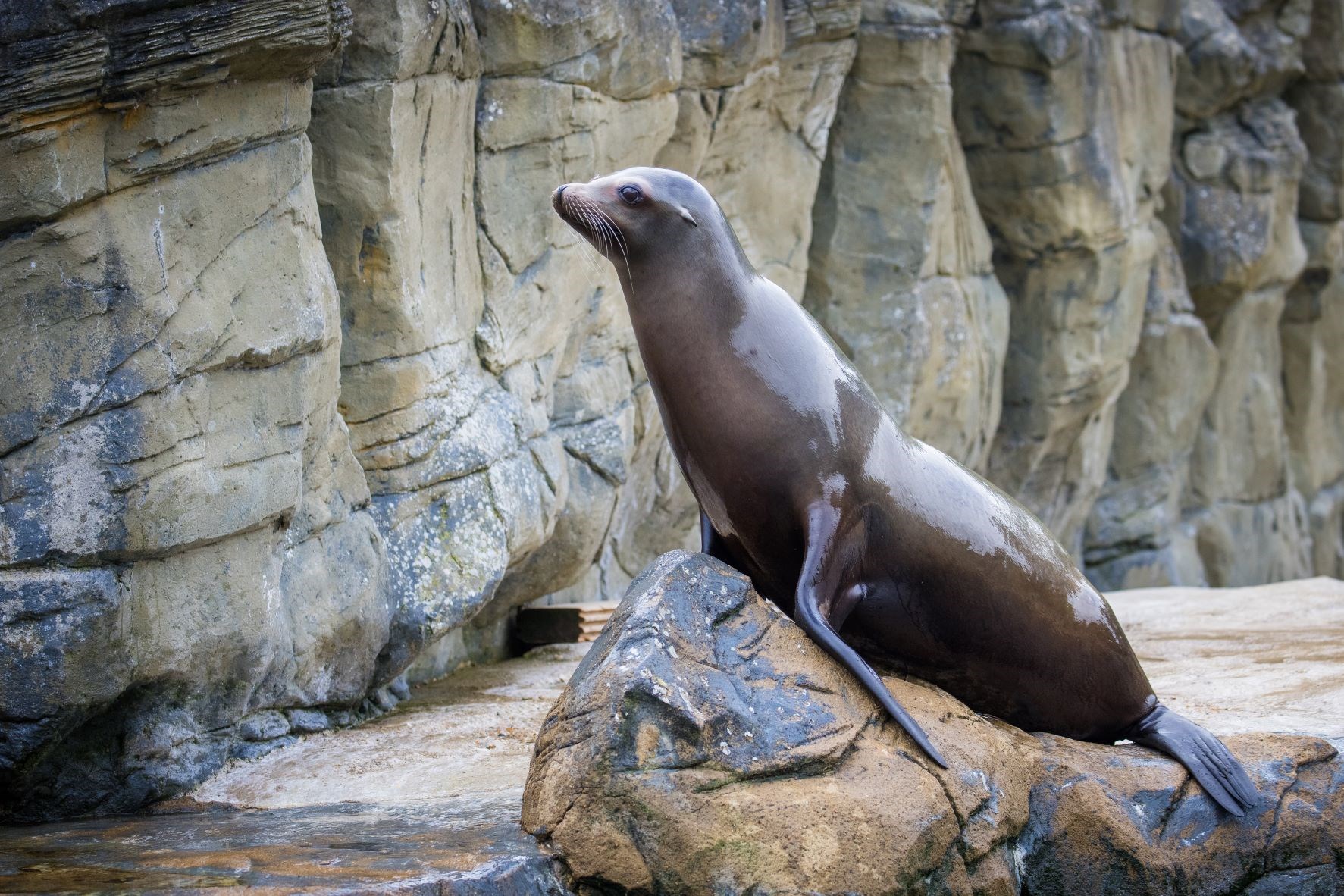 Californian Sea Lion rests on rock 