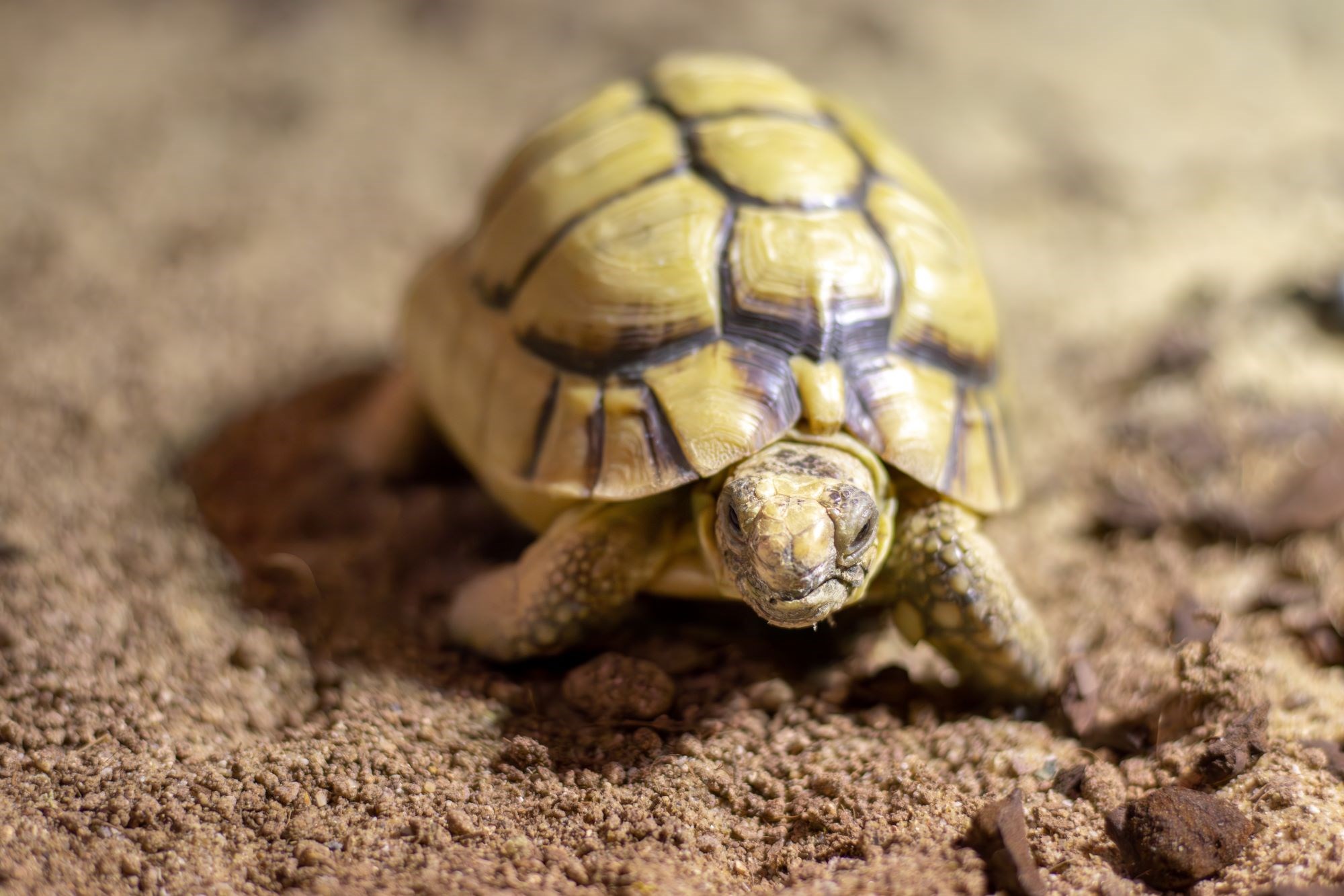 Image of egyptian tortoise 4 (header)