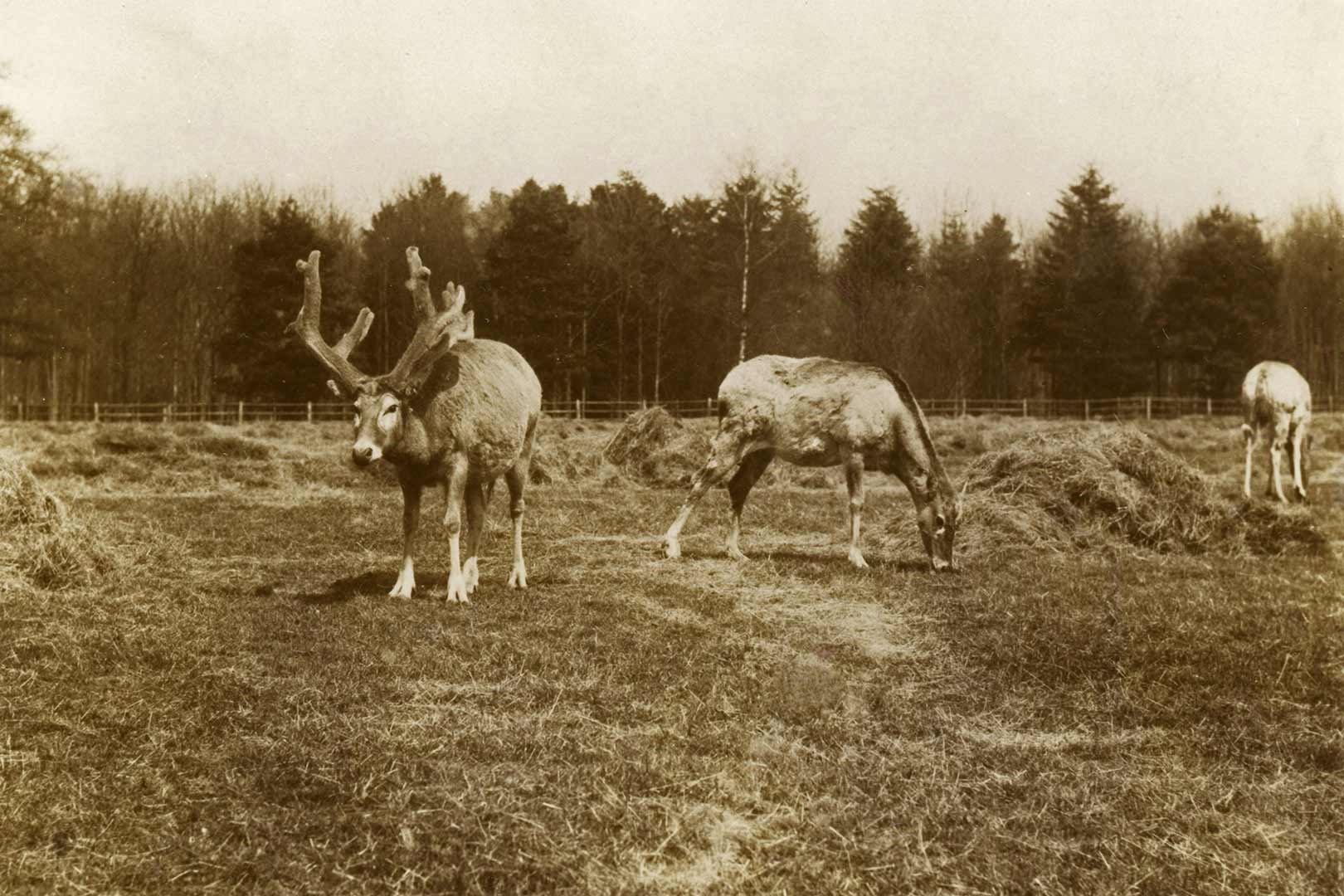 A picture of Pere David deer. Photo courtesy of Woburn Abbey Collection.