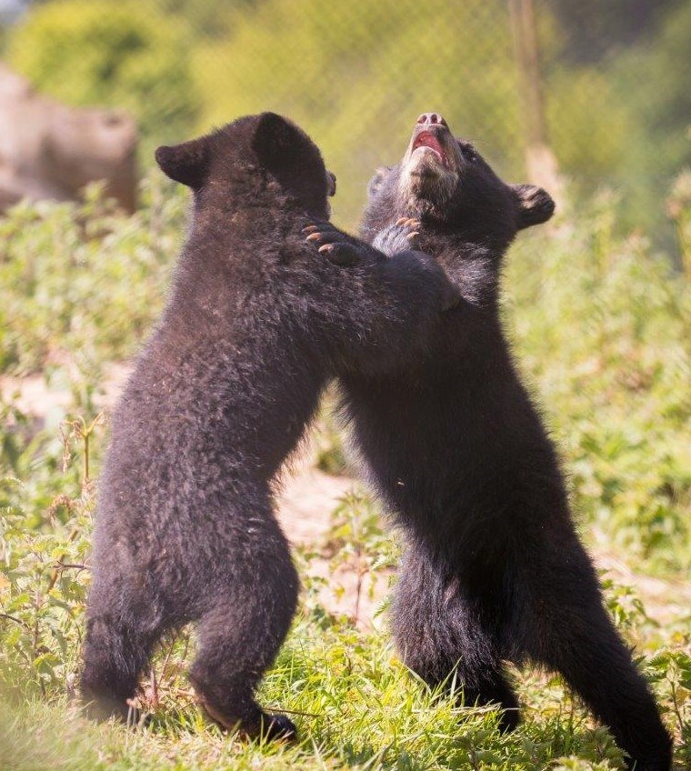 Two North American Black bear cubs wrestling on hind legs  