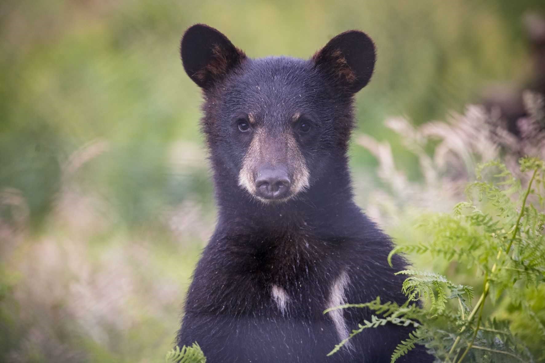 Close up image of bear peeking out behind bushes 