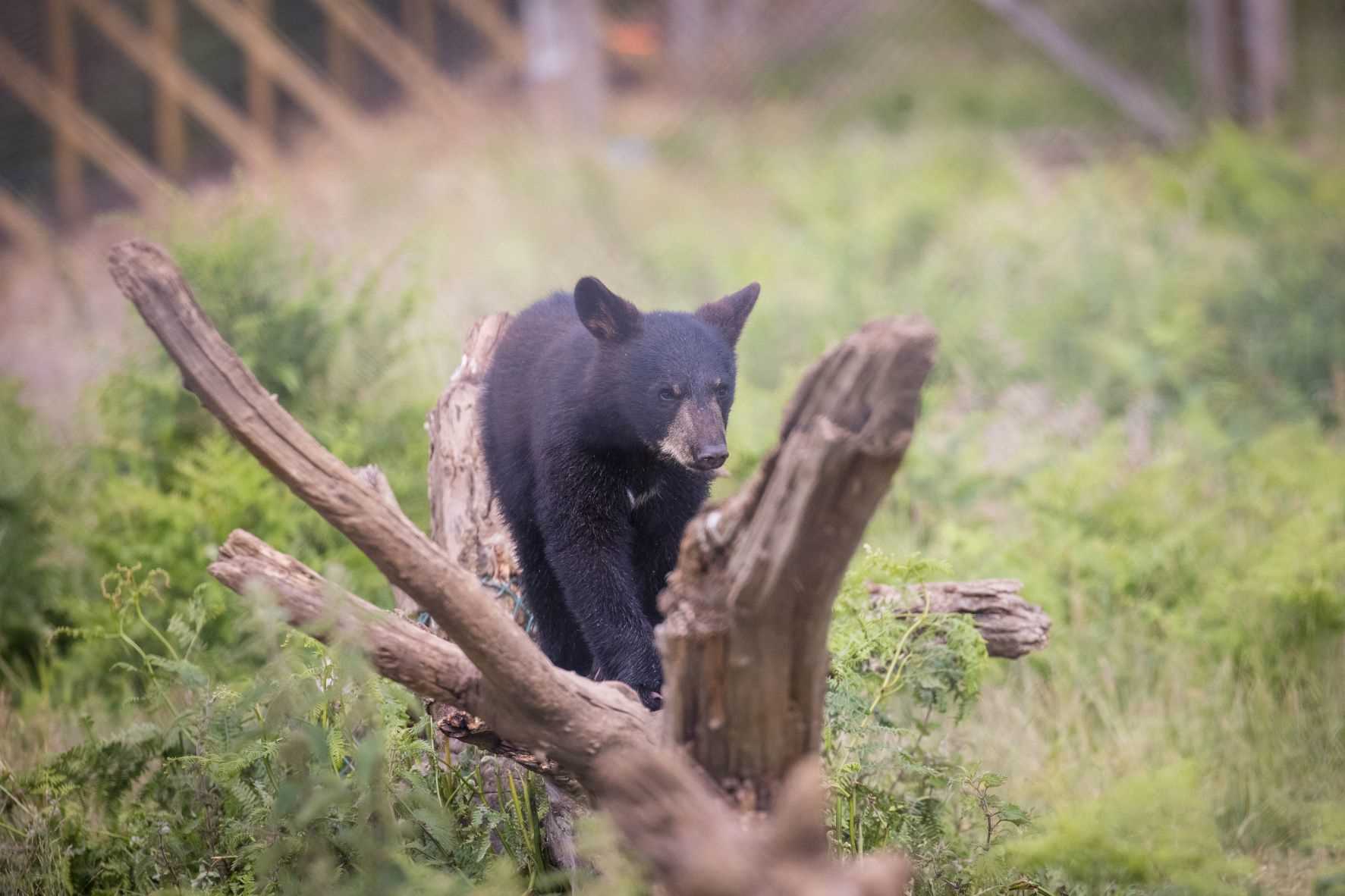 Denver the North American black bear cub at Woburn Safari Park.jpg