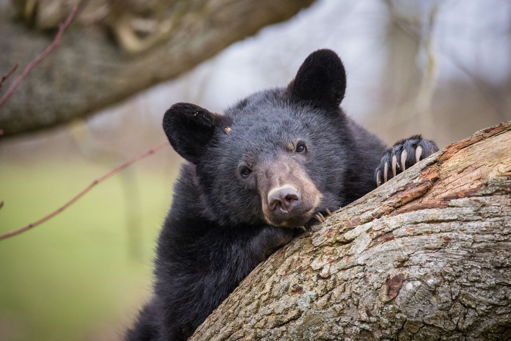 Black Bear rests head and paws on log
