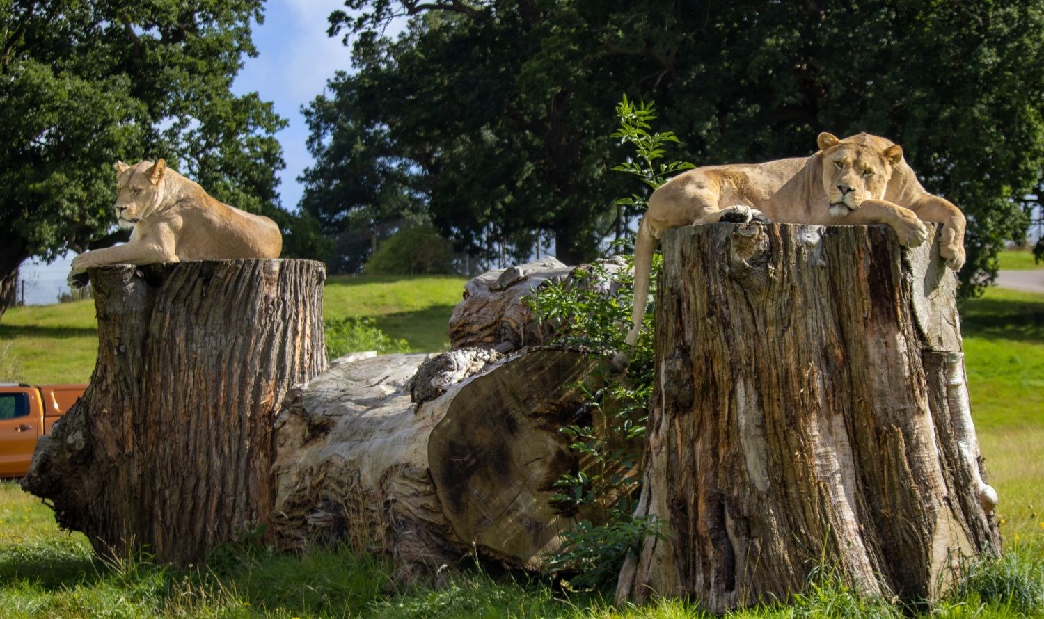 Two lions rest on logs in Woburn Safari Park enclosure 
