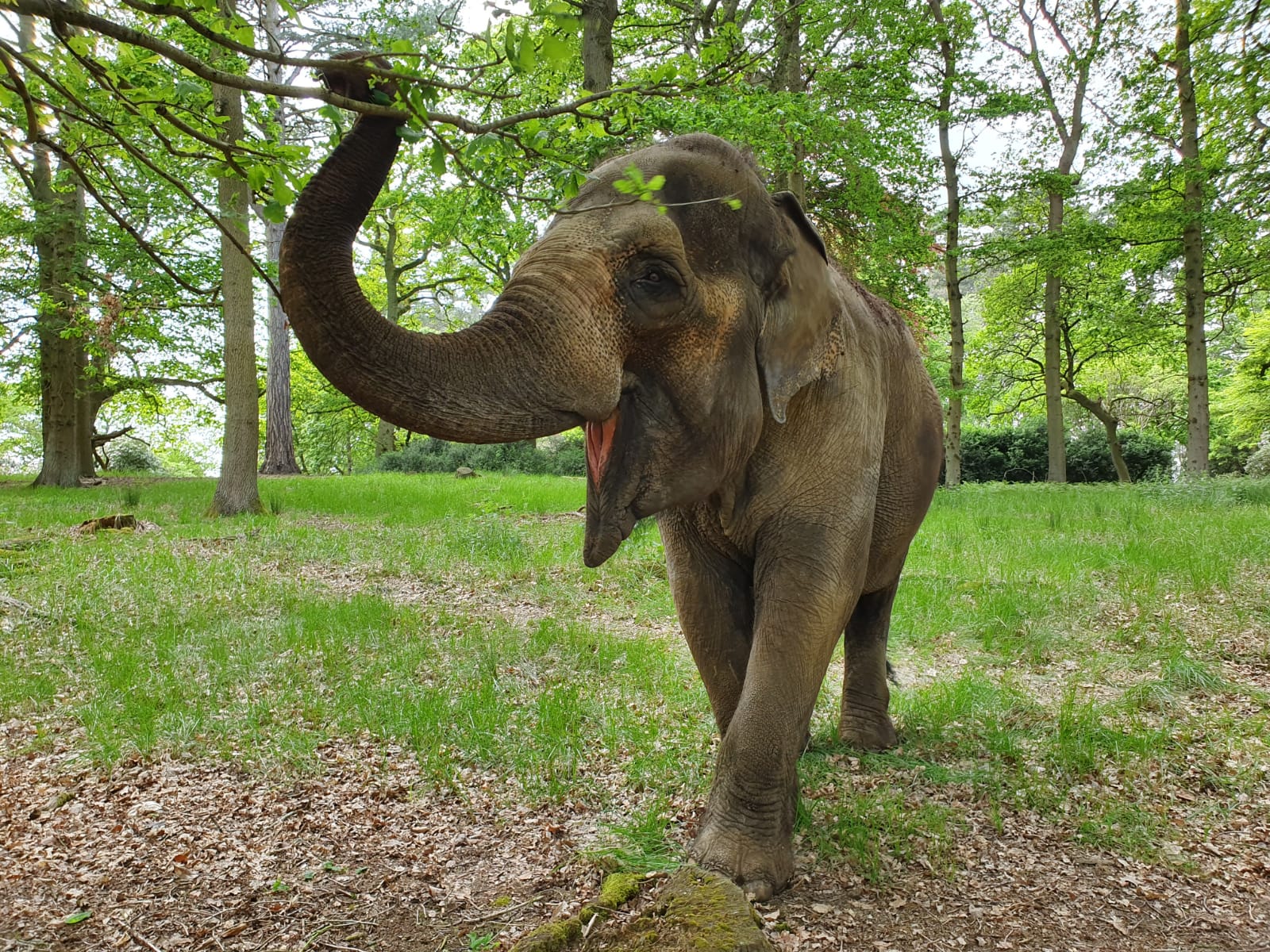 Elephant stretches up to eat leaves from tree in forest
