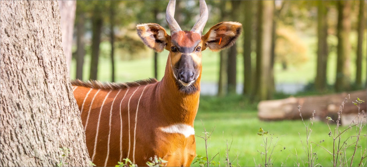 Bongo peers out from behind tree in expansive forest enclosure