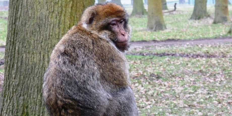 Barbary Macaque sits on forest floor