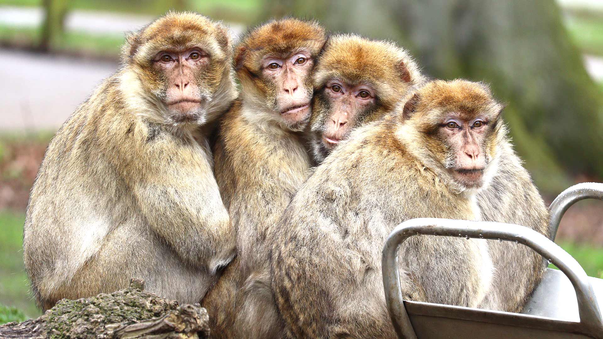 WSP_Barbary-macaques_Troop-on-slide_April-2023_CREDIT-Dayna-Gordon_PR-WEB-LANDSCAPE.jpg