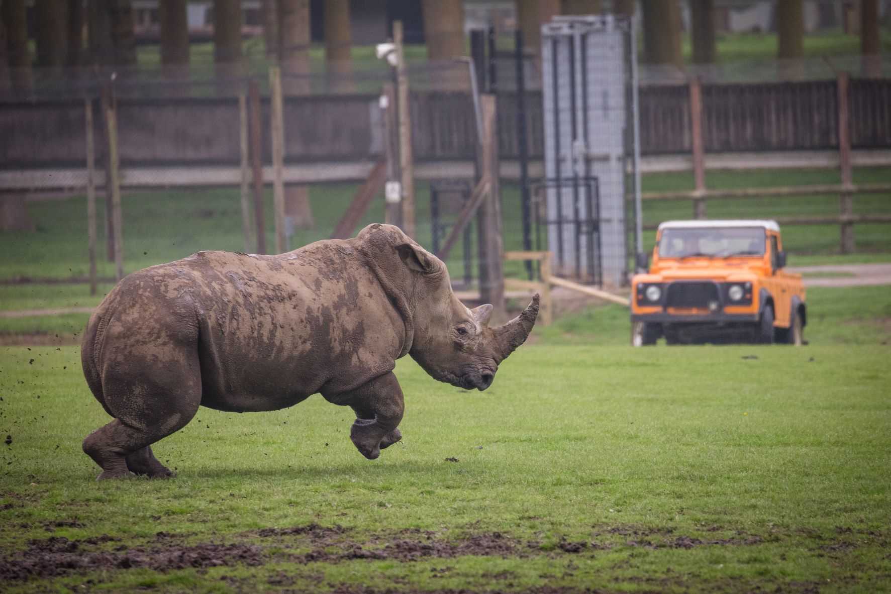 Bonnie excitedly explores her new home at Woburn Safari Park.jpg
