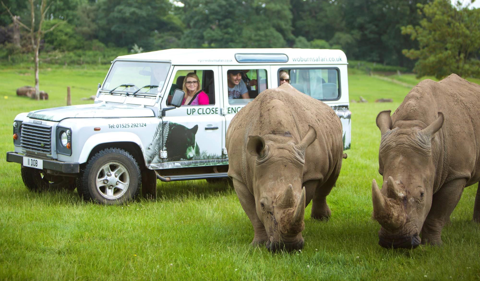 Two rhinos graze in grassy enclosure near safari VIP vehicle while guests watch them excitedly 