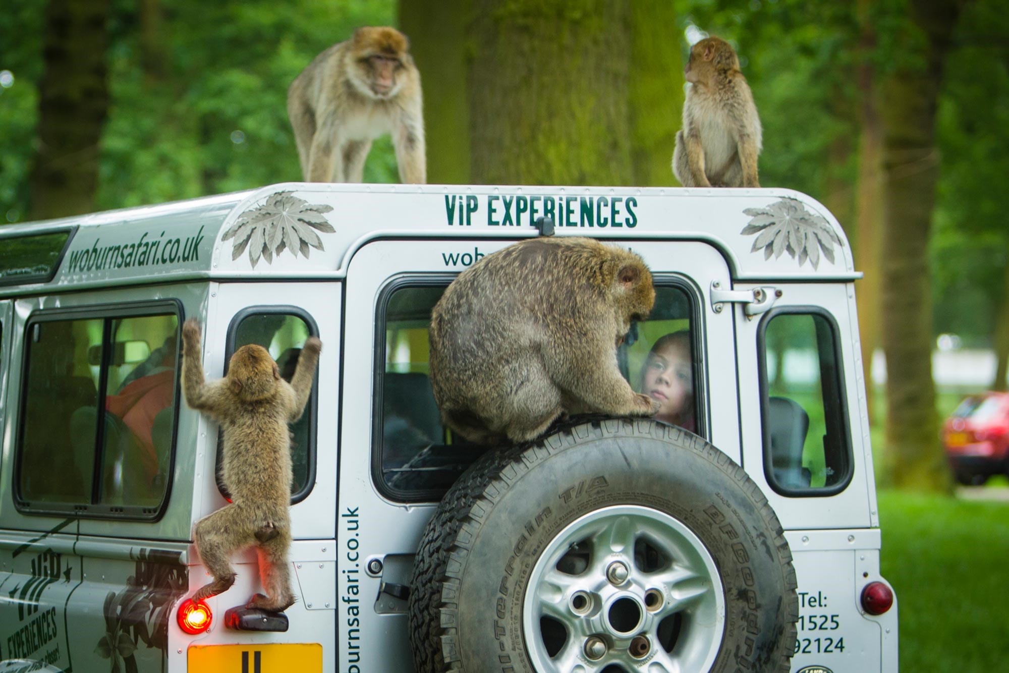 Image of primate experience mini vip trip desktop