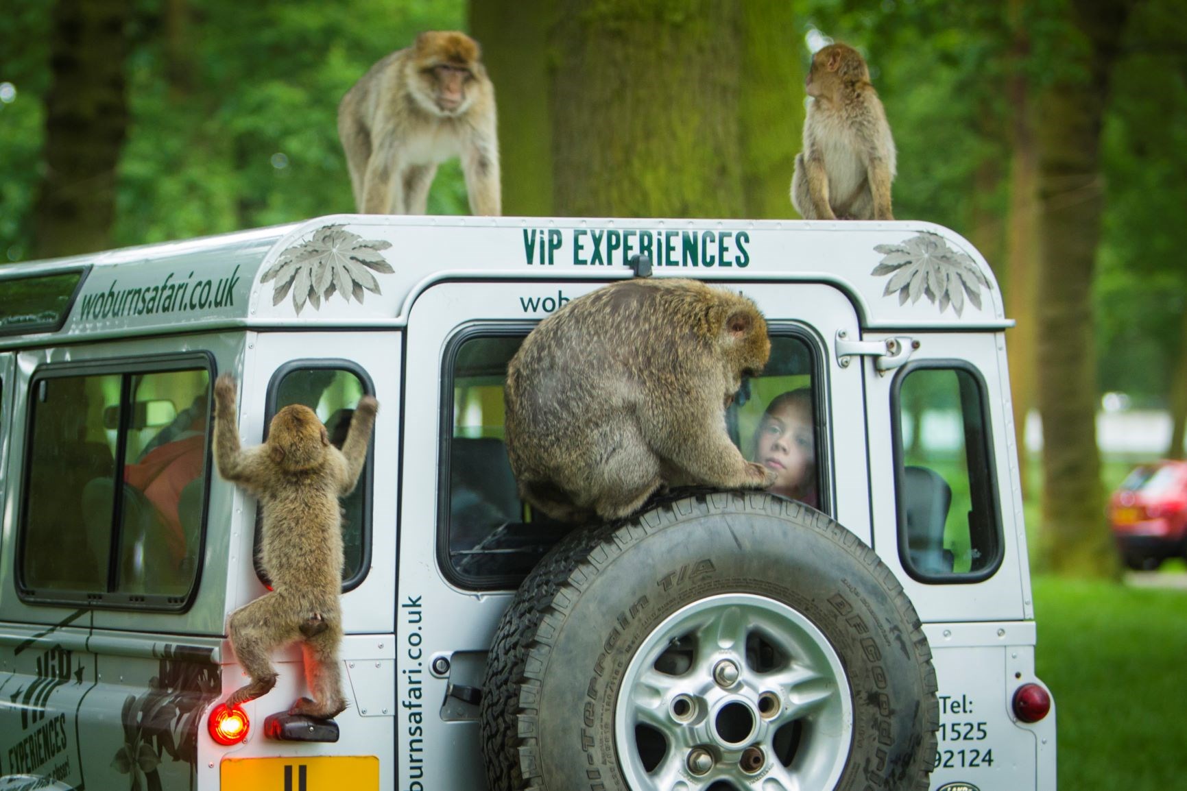 Child watches monkey sit on back of safari VIP truck while other monkeys climb all over vehicle 