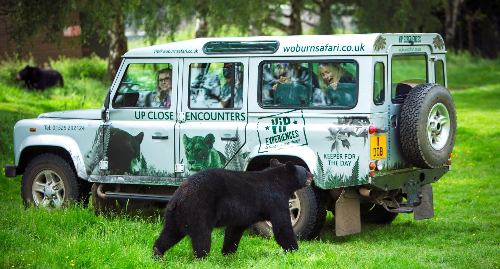 Bear walks up to safari VIP truck in grassy enclosure as guests excitedly watch from inside 