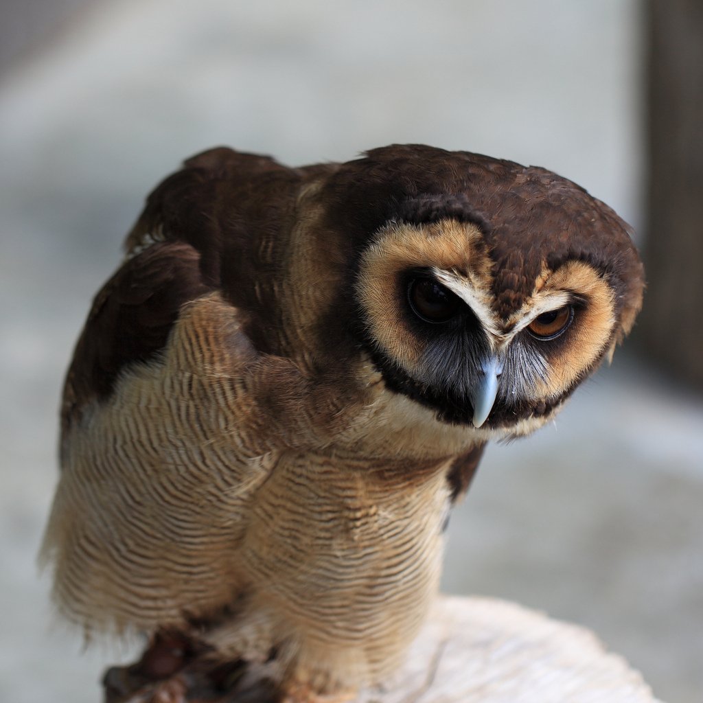 Asian Brown Owl close up