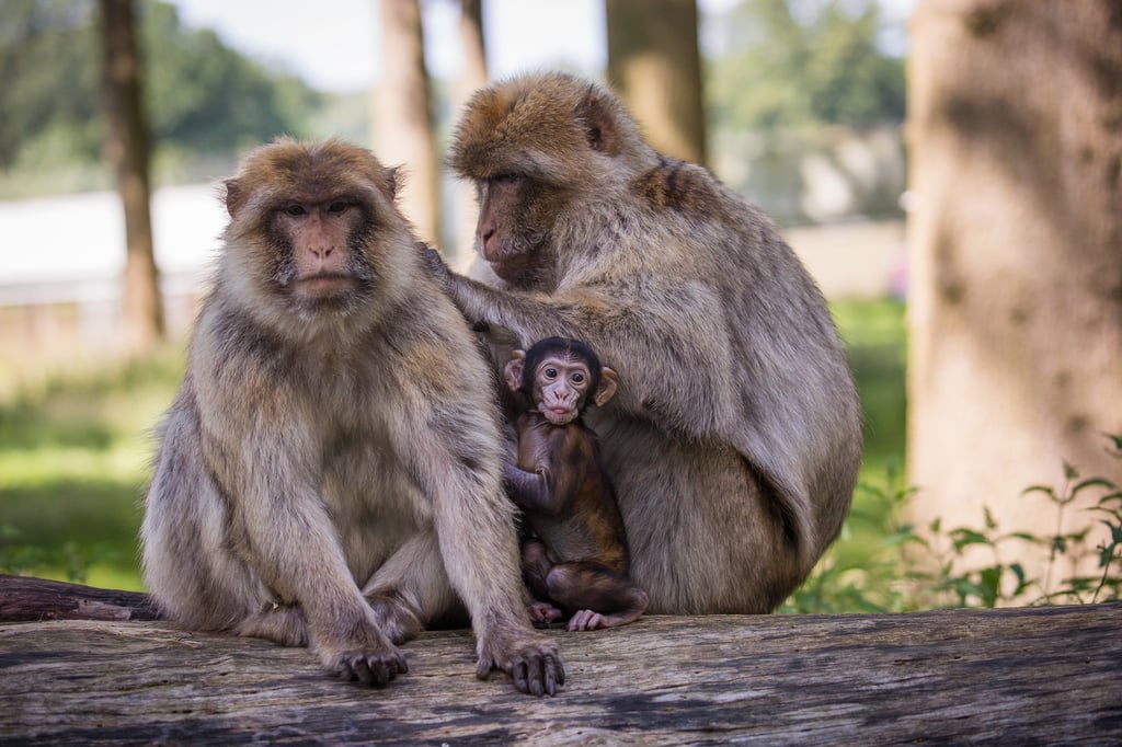 Baby monkey sits between two adults grooming themselves on a log with trees in the background