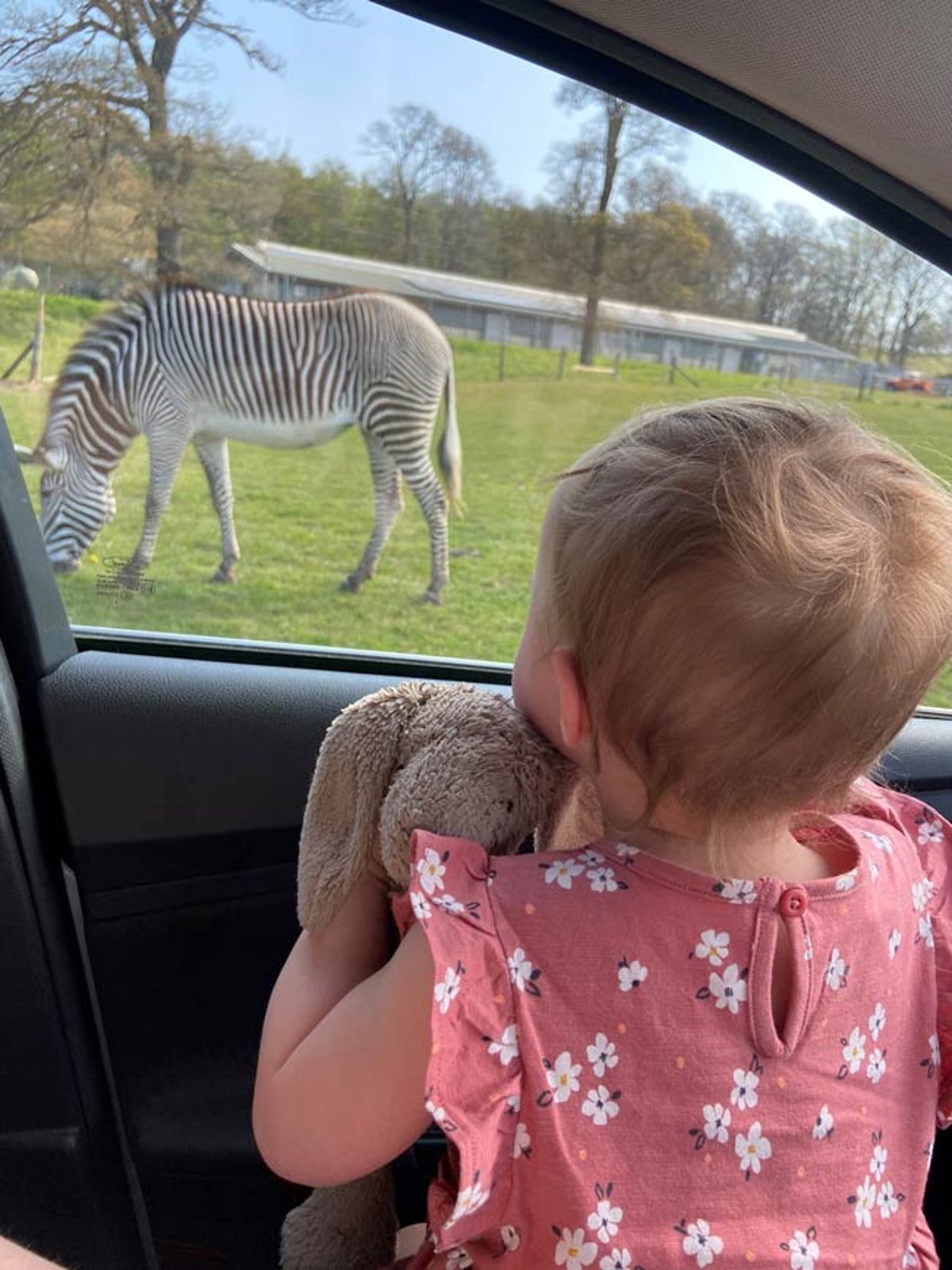 Toddler holds stuffed bunny toy and looks out car window at zebra grazing in road safari