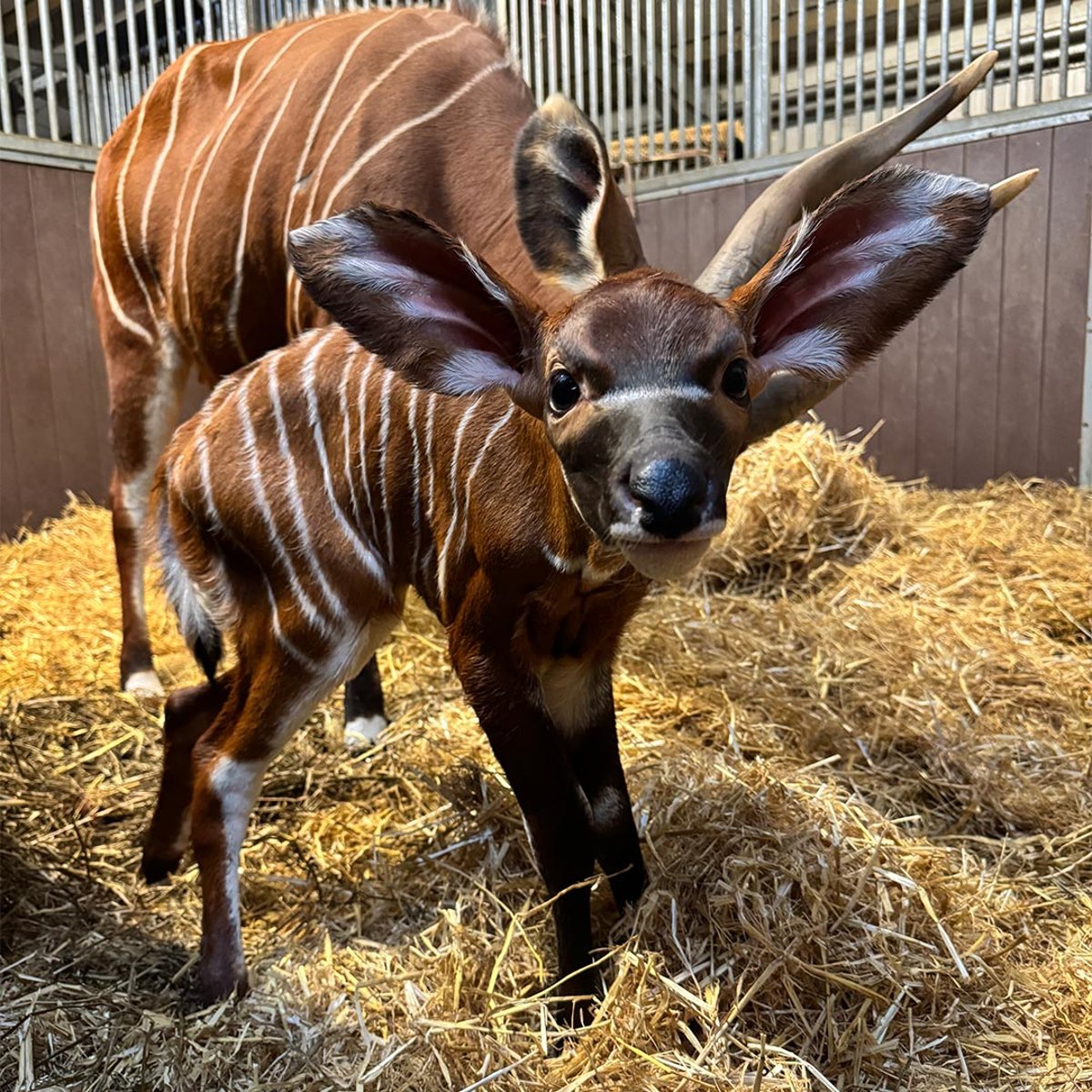 Image of female bongo calf looking at the camera web res 1080x1080