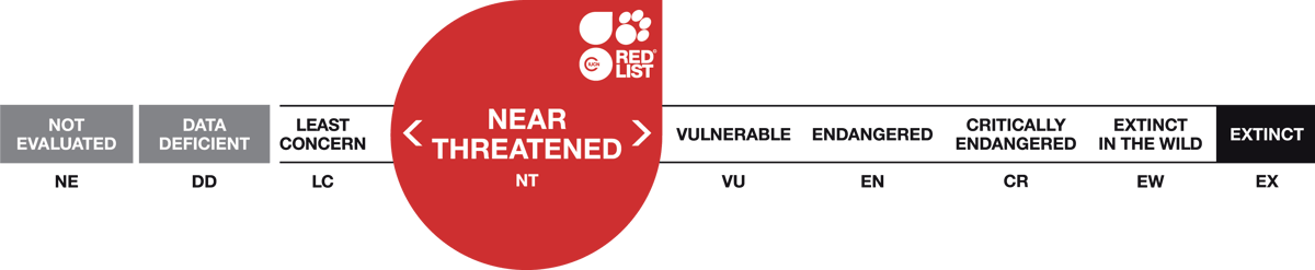 Red List Scale Near Threatened
