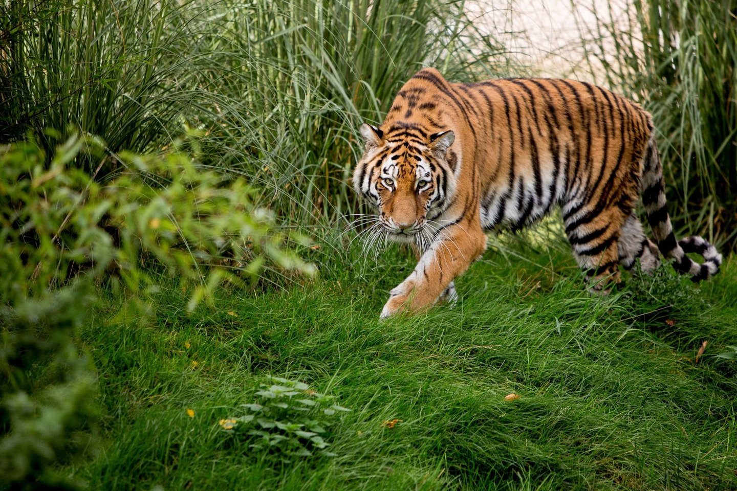 Female tiger stares and walks towards camera in bushes and reeds