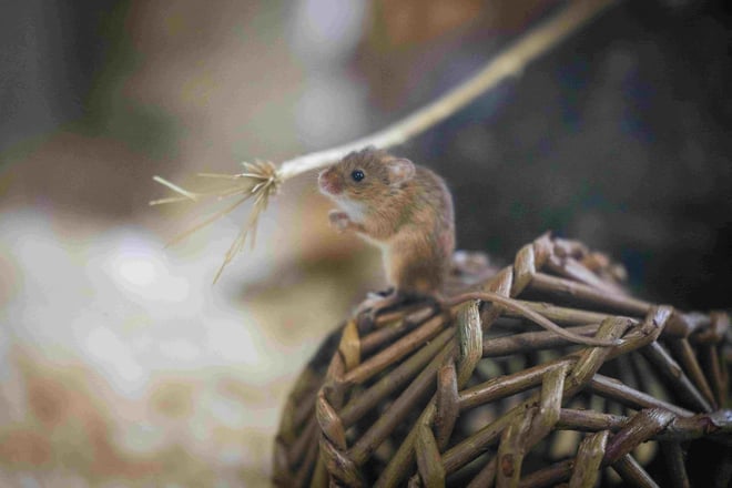 Image of wsp oct 22 harvest mice 18 web