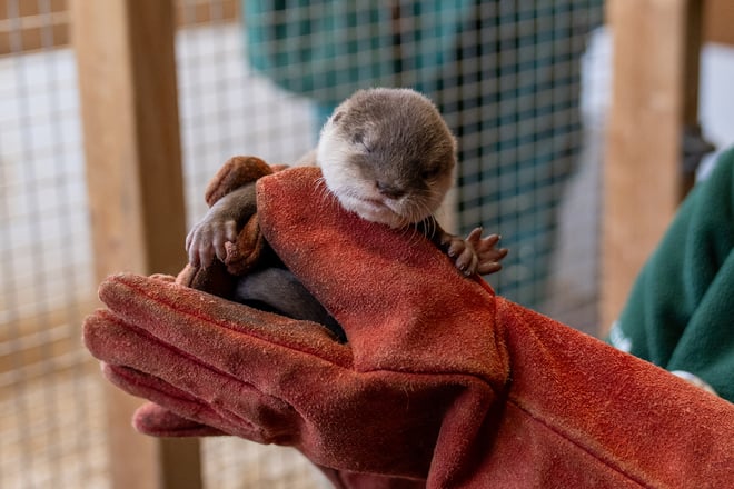 Image of baby otter held by keeper paw up web res 1920x1080