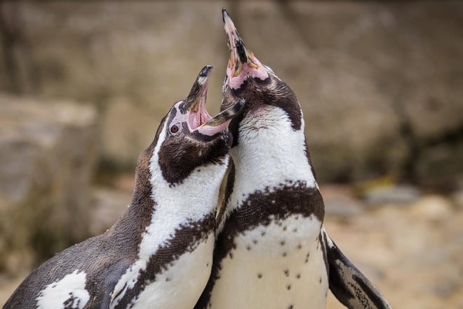 Image of penguin duo cropped for web landscape 1920x1080
