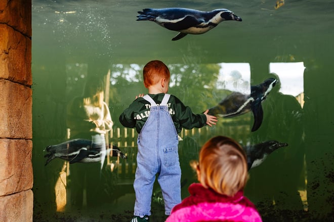 Image of penguin viewing axel two oct 24 web 1920x1080