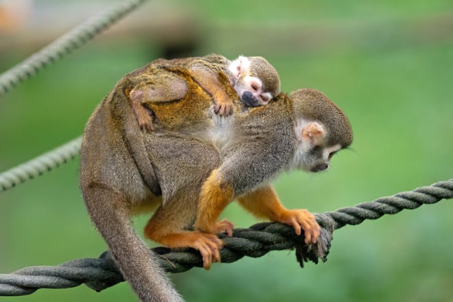 Landscape photo of a squirrel monkey mother standing on brown rope, with a tiny baby monkey on her back 