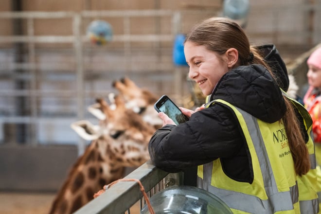 Girl standing looking at the giraffe from a balcony at the giraffe head height, inside the giraffe house