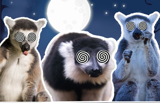 Image of madagas scare web banner crop teaser 650x420
