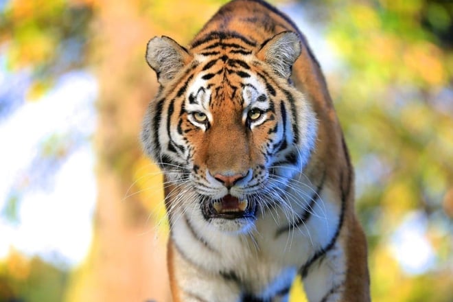 Tiger looks into camera with mouth slightly open against blurred colourful backround