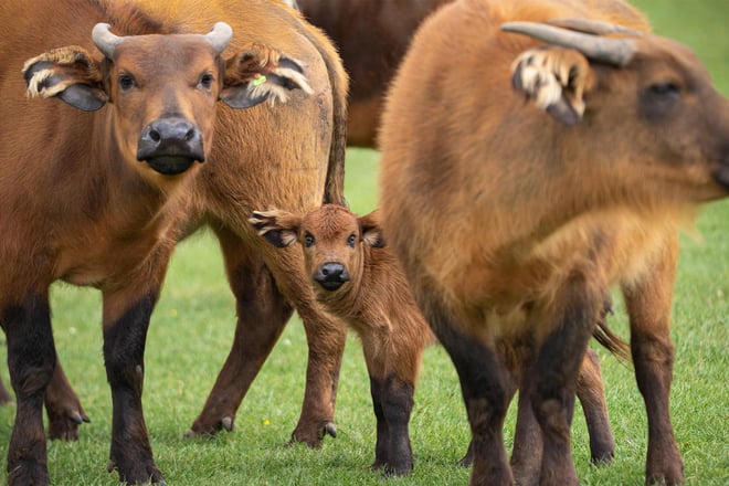Image of new buff baby and herd web res landscape 1920x1080