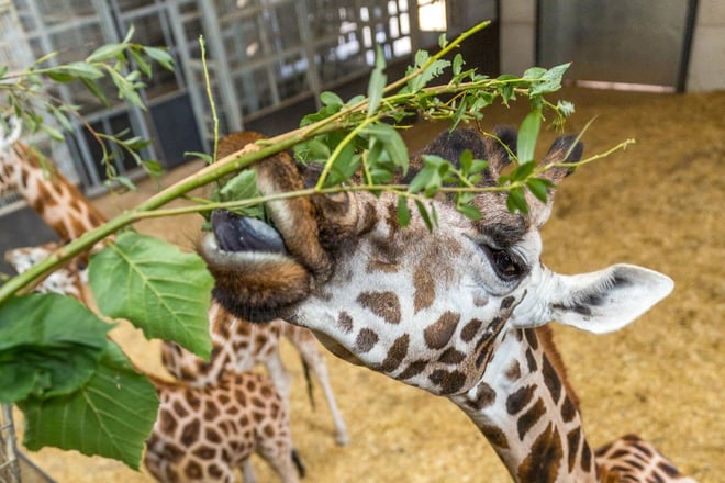 Image of wsp giraffe feed in house teaser