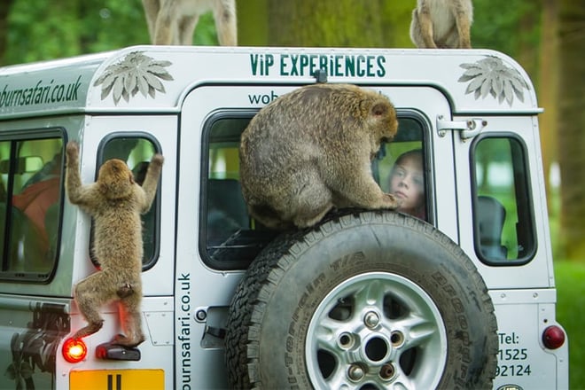 VIP truck with Barbary Macaques at Woburn Safari Park 