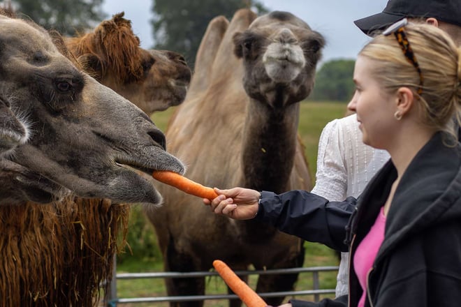 A woman feeding a carrot to a camel as part of the camel VIP Experience at Woburn Safari Park