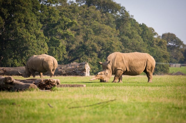 Two rhinos graze on grass against backdrop of logs and trees