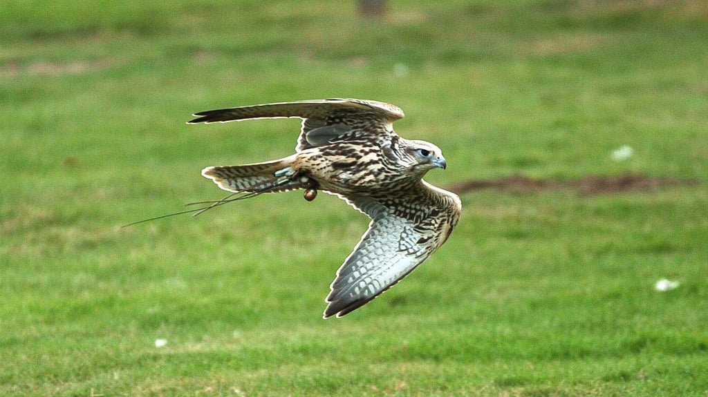 Image of birds of prey kestrel lres web 1920x1080